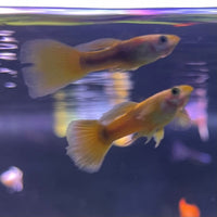 the-fish-farm Guppy 24K Tuxedo Guppy - Male 3-4cm Buy Male 24K Tuxedo Guppy shipped direct from The Fish Farm Australia
