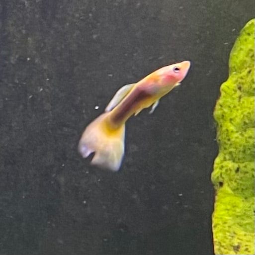 the-fish-farm Guppy 24K Tuxedo Guppy - Male 3-4cm Buy Male 24K Tuxedo Guppy shipped direct from The Fish Farm Australia