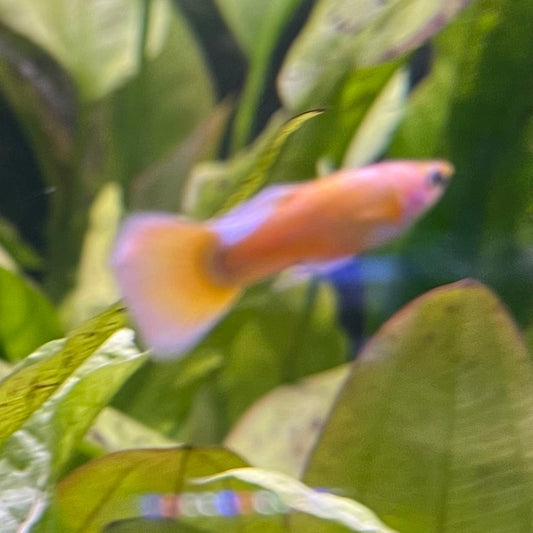 the-fish-farm Guppy 24K Tuxedo Guppy - Male 3-4cm Buy Male 24K Tuxedo Guppy shipped direct from The Fish Farm Australia