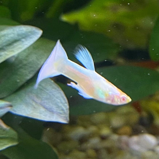 the-fish-farm Guppy Albino Platinum Guppy - Male 3-4cm Buy Male Albino Platinum Guppy from The Fish Farm Australia