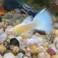 the-fish-farm Guppy Albino Platinum Guppy - Male 3-4cm Buy Male Albino Platinum Guppy from The Fish Farm Australia