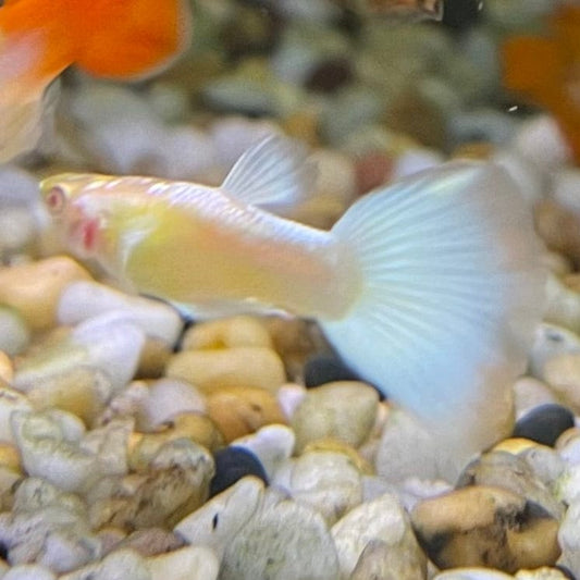 the-fish-farm Guppy Albino Platinum Guppy - Male 3-4cm Buy Male Albino Platinum Guppy from The Fish Farm Australia