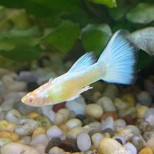 the-fish-farm Guppy Albino Platinum Guppy - Male 3-4cm Buy Male Albino Platinum Guppy from The Fish Farm Australia