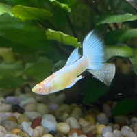 the-fish-farm Guppy Albino Platinum Guppy - Male 3-4cm Buy Male Albino Platinum Guppy from The Fish Farm Australia