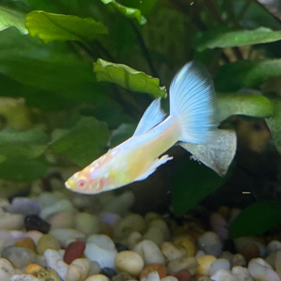the-fish-farm Guppy Albino Platinum Guppy - Male 3-4cm Buy Male Albino Platinum Guppy from The Fish Farm Australia