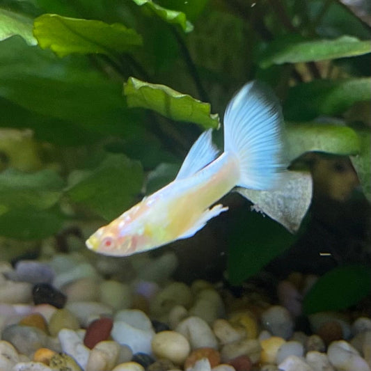 the-fish-farm Guppy Albino Platinum Guppy - Male 3-4cm Buy Male Albino Platinum Guppy from The Fish Farm Australia