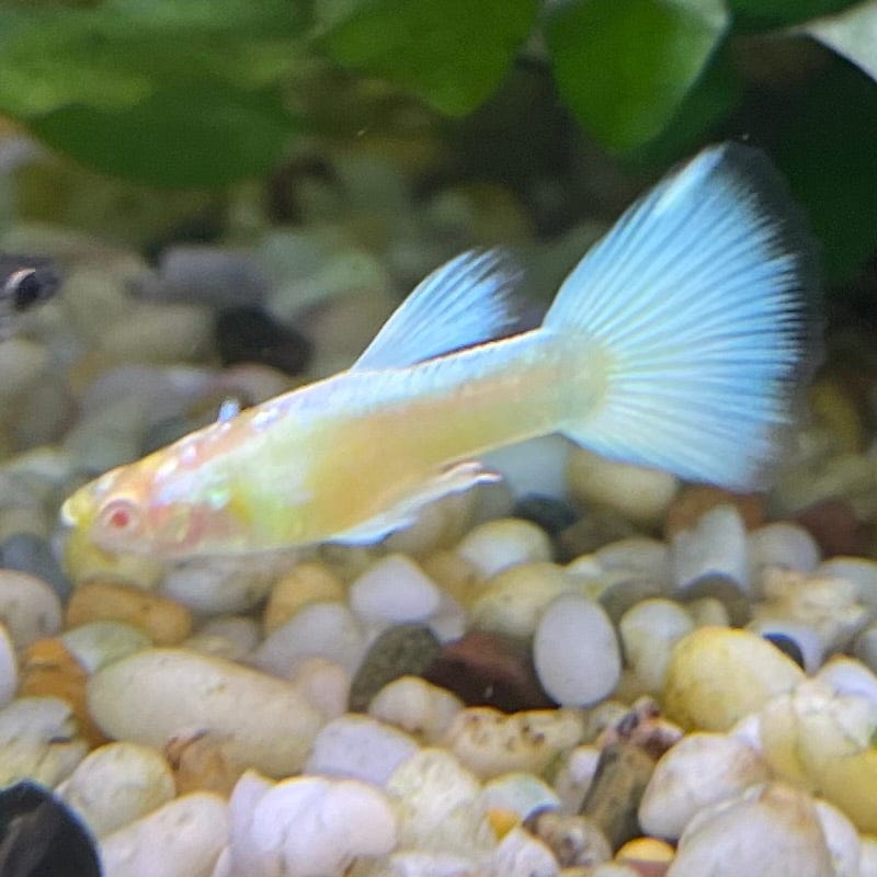 the-fish-farm Guppy Albino Platinum Guppy - Male 3-4cm Buy Male Albino Platinum Guppy from The Fish Farm Australia
