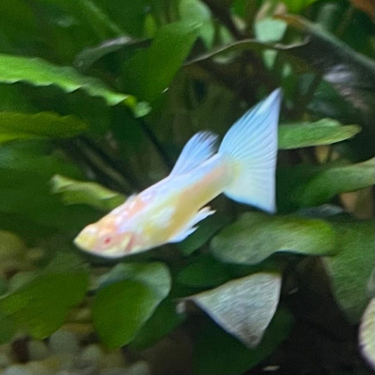 the-fish-farm Guppy Albino Platinum Guppy - Male 3-4cm Buy Male Albino Platinum Guppy from The Fish Farm Australia