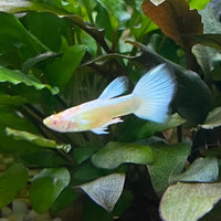 the-fish-farm Guppy Albino Platinum Guppy - Male 3-4cm Buy Male Albino Platinum Guppy from The Fish Farm Australia