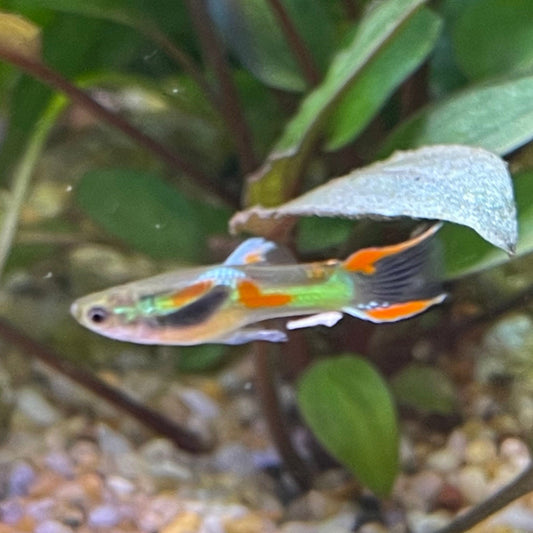 the-fish-farm Guppy Black Bar Endler Guppy - Male 2-2.5cm Buy Black Bar Endler Guppy from The Fish Farm