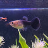 the-fish-farm Guppy Black Guppy - Female 3-4cm Buy Black Guppy - Female from The Fish Farm Australia