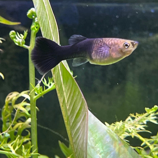 the-fish-farm Guppy Black Guppy - Female 3-4cm Buy Black Guppy - Female from The Fish Farm Australia