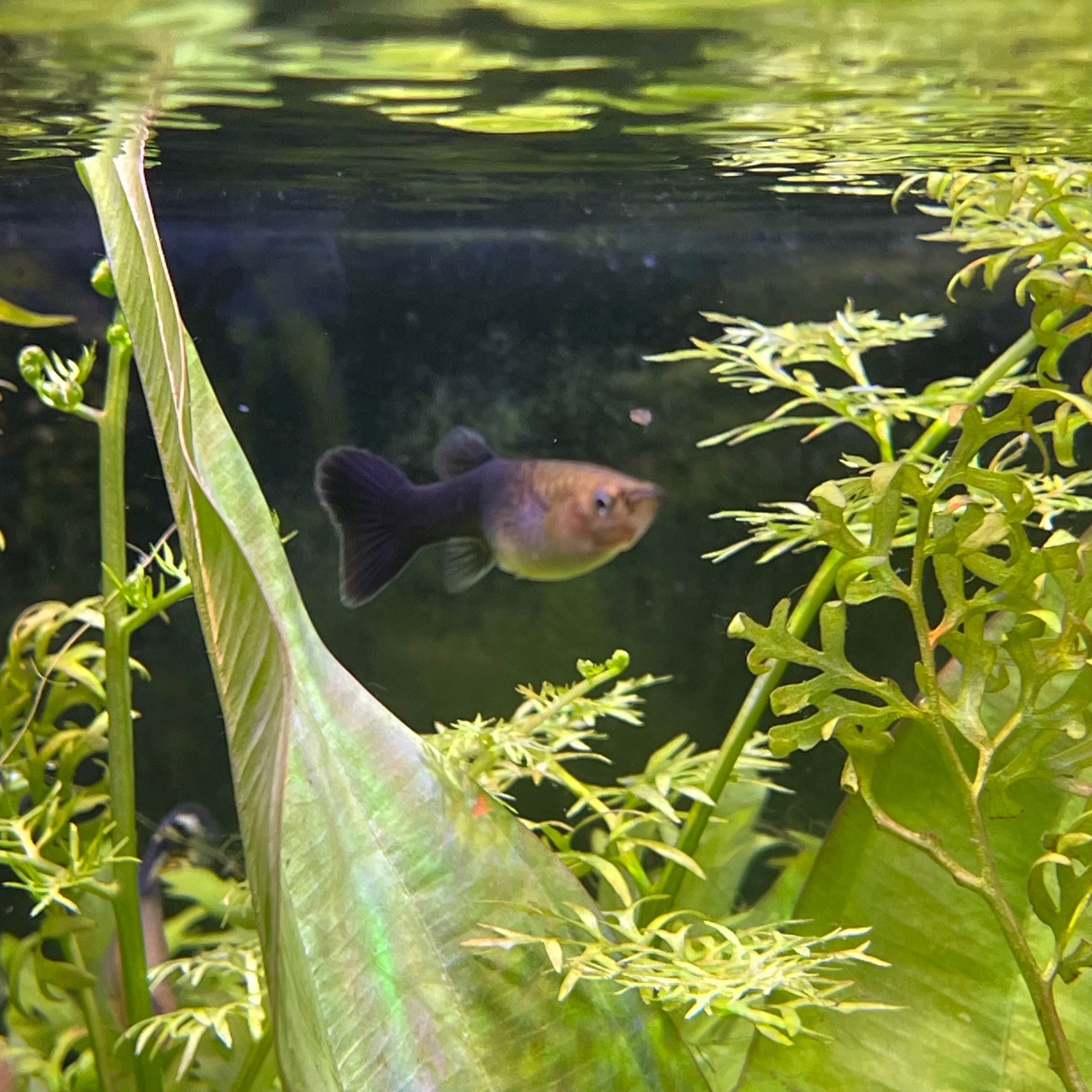 the-fish-farm Guppy Black Guppy - Female 3-4cm Buy Black Guppy - Female from The Fish Farm Australia