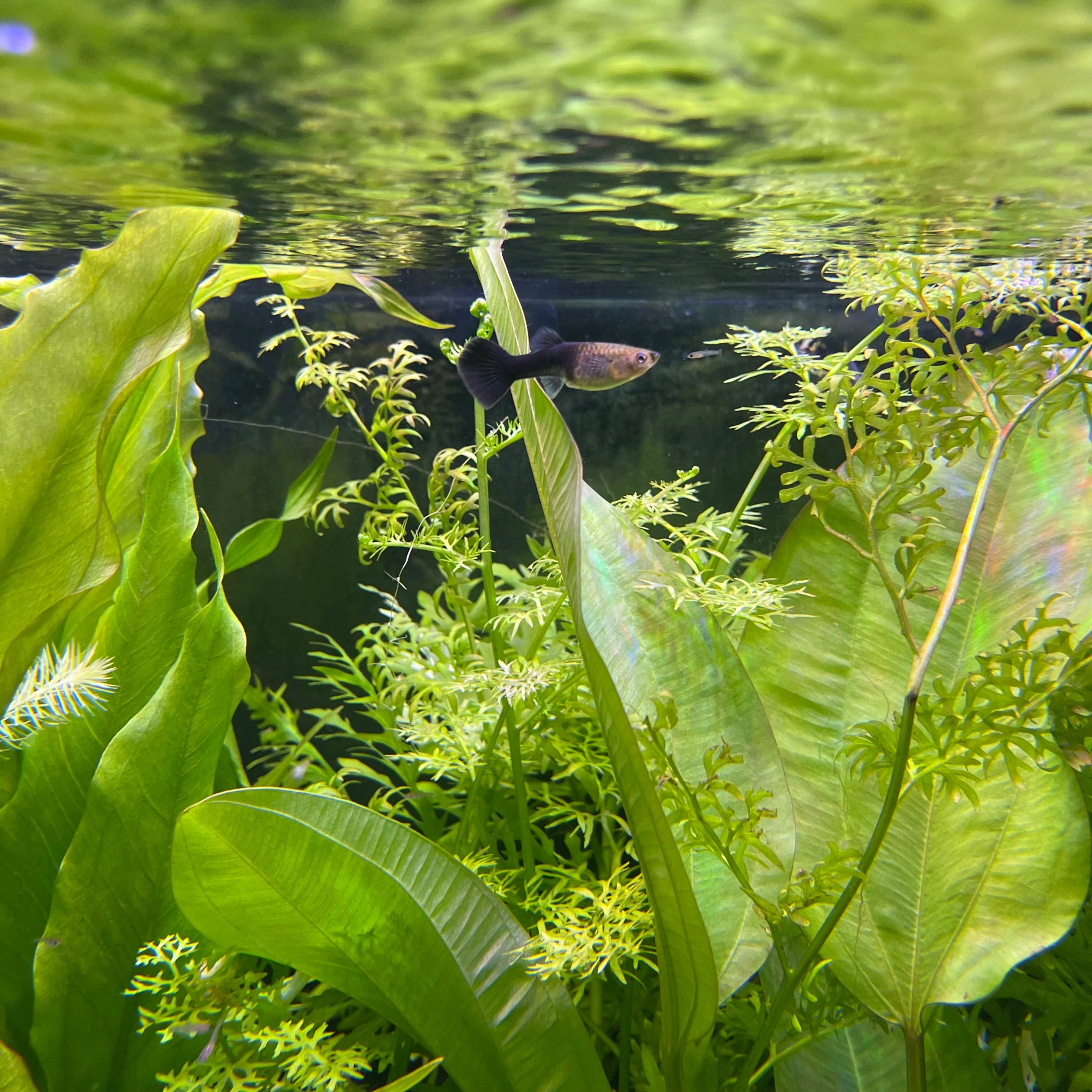 the-fish-farm Guppy Black Guppy - Female 3-4cm Buy Black Guppy - Female from The Fish Farm Australia