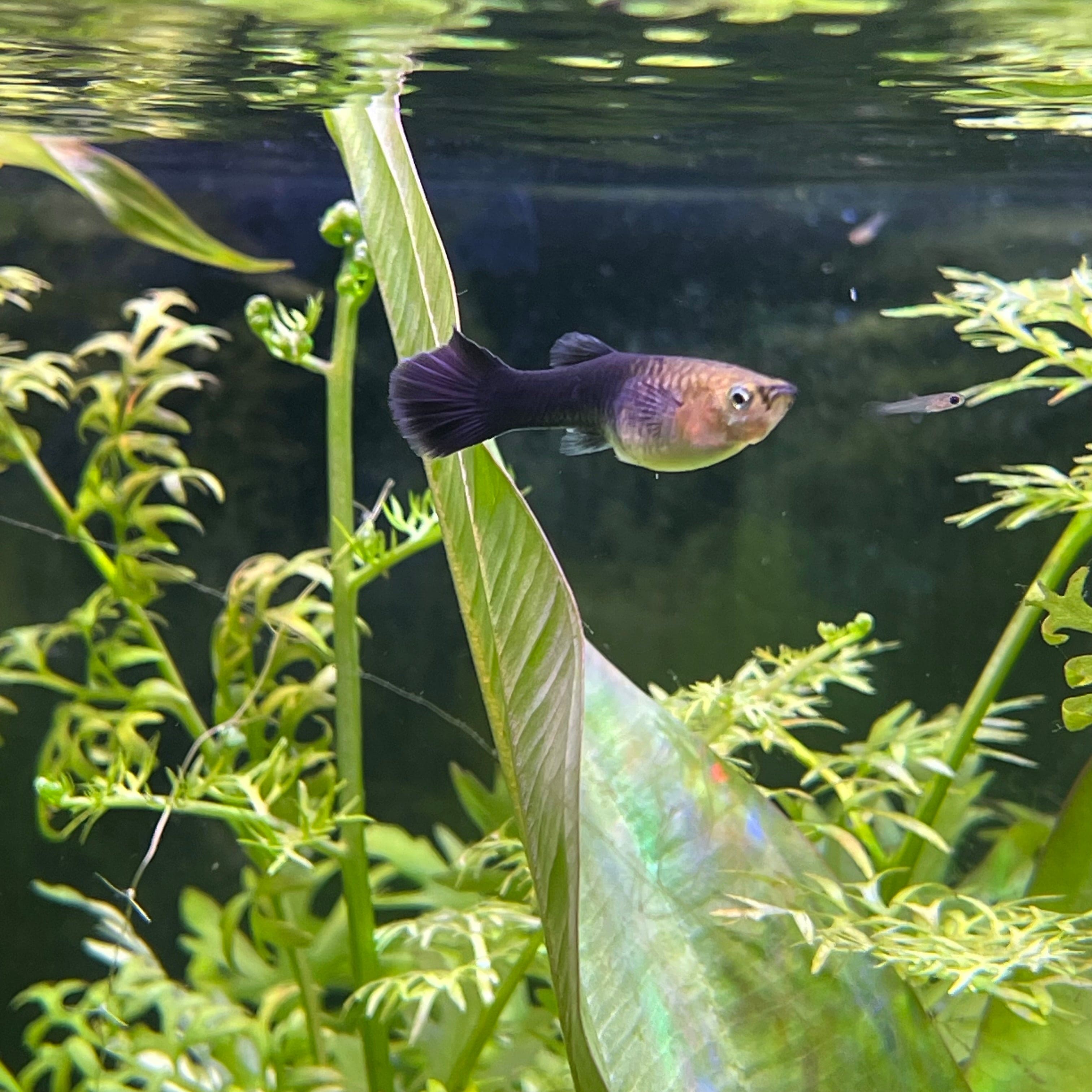 the-fish-farm Guppy Black Guppy - Female 3-4cm Buy Black Guppy - Female from The Fish Farm Australia