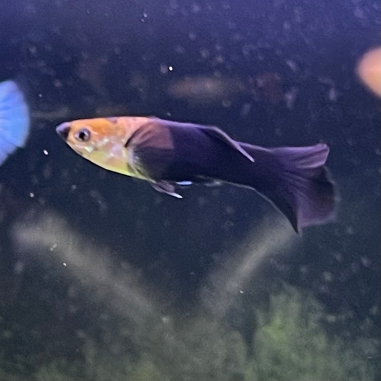 the-fish-farm Guppy Black Guppy - Male 3-4cm Buy Black Guppy - Male from The Fish Farm Australia