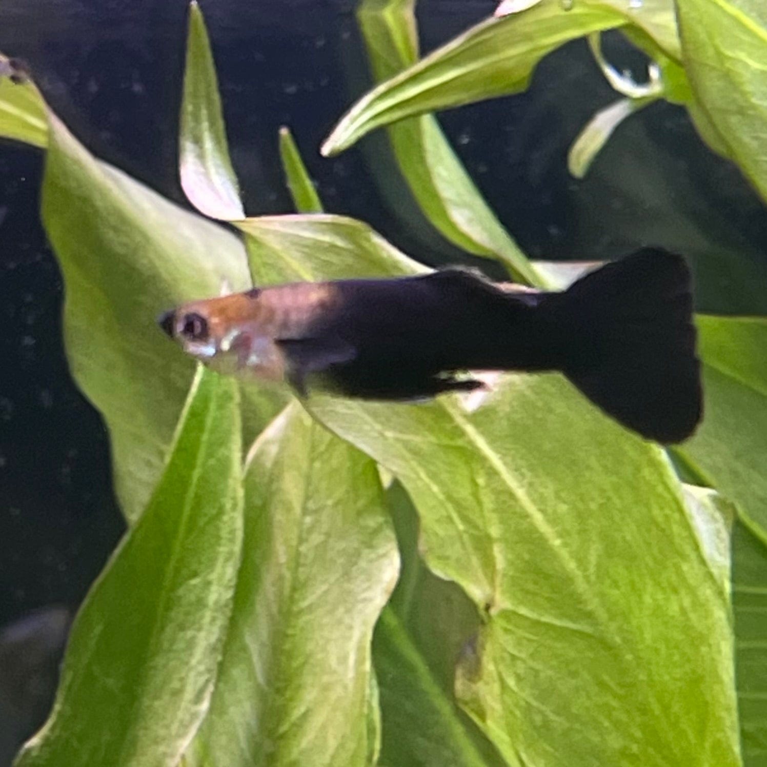 the-fish-farm Guppy Black Guppy - Male 3-4cm Buy Black Guppy - Male from The Fish Farm Australia