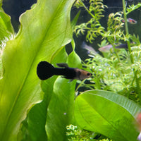 the-fish-farm Guppy Black Guppy - Male 3-4cm Buy Black Guppy - Male from The Fish Farm Australia