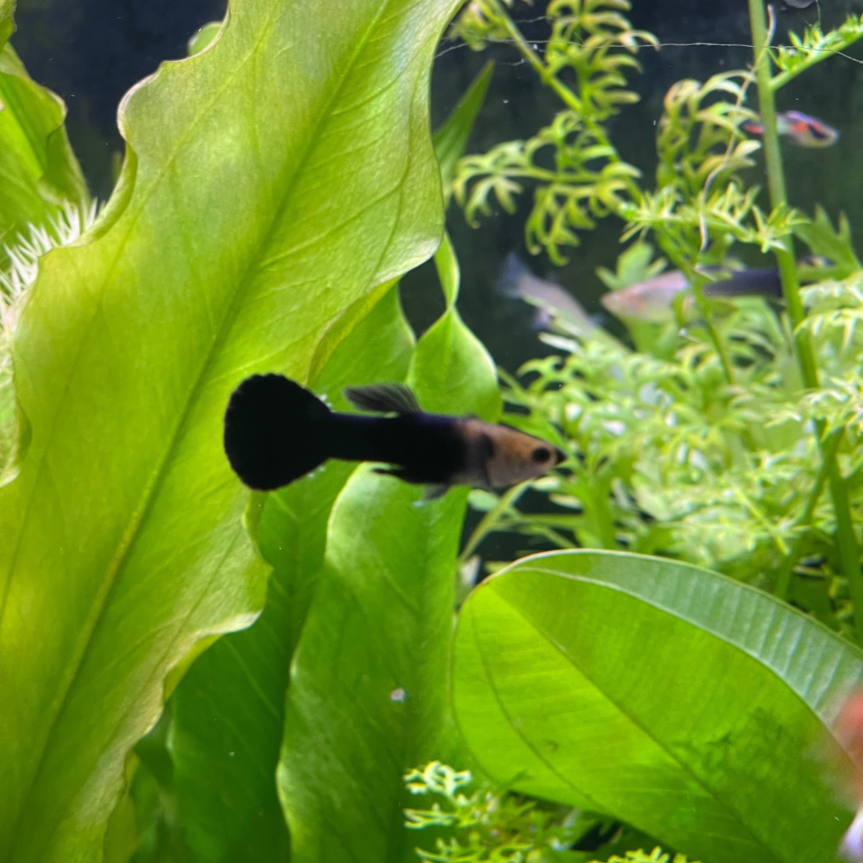 the-fish-farm Guppy Black Guppy - Male 3-4cm Buy Black Guppy - Male from The Fish Farm Australia