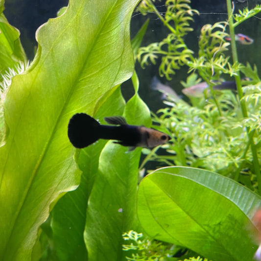 the-fish-farm Guppy Black Guppy - Male 3-4cm Buy Black Guppy - Male from The Fish Farm Australia