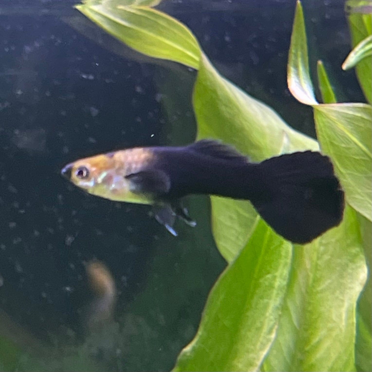 the-fish-farm Guppy Black Guppy - Male 3-4cm Buy Black Guppy - Male from The Fish Farm Australia