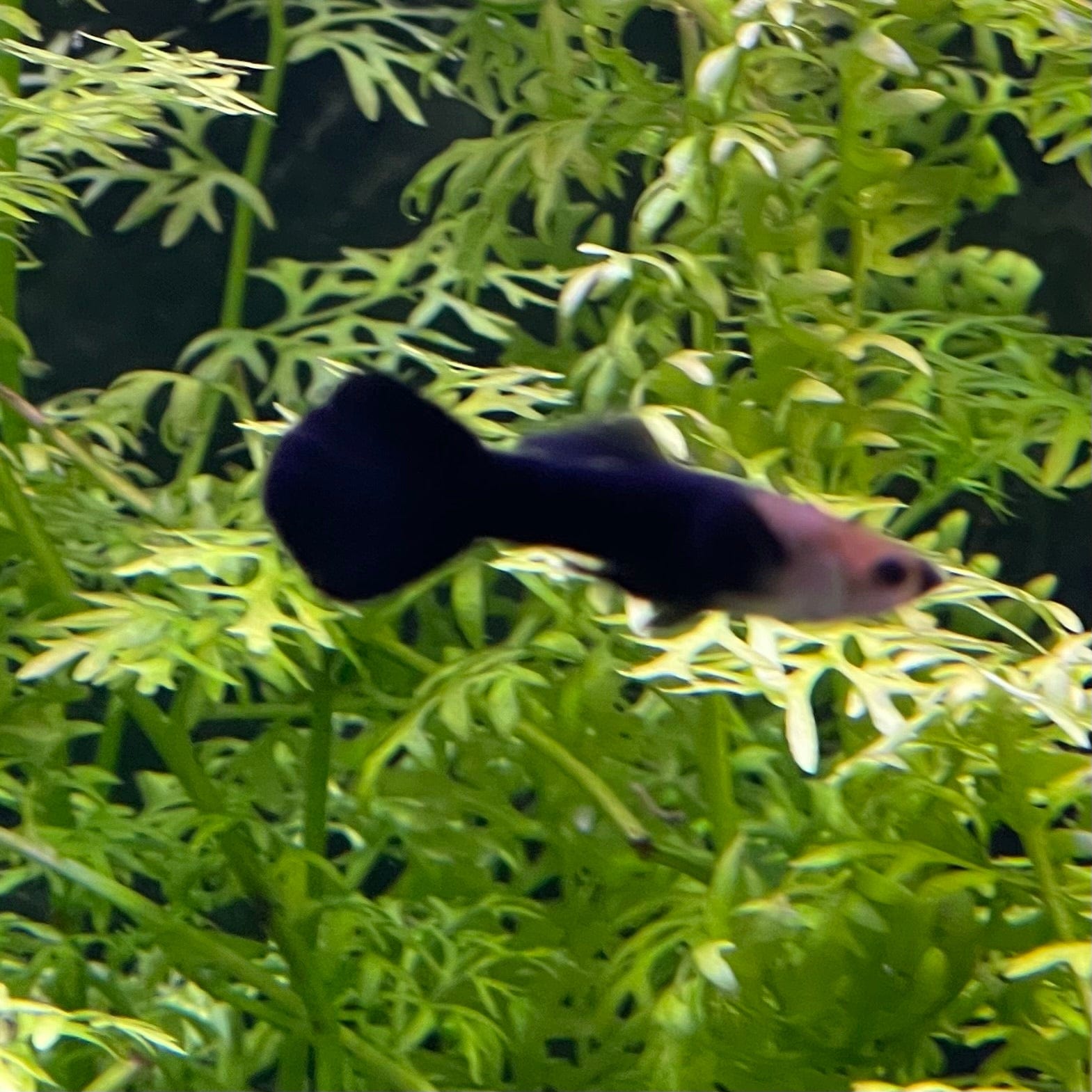 the-fish-farm Guppy Black Guppy - Male 3-4cm Buy Black Guppy - Male from The Fish Farm Australia