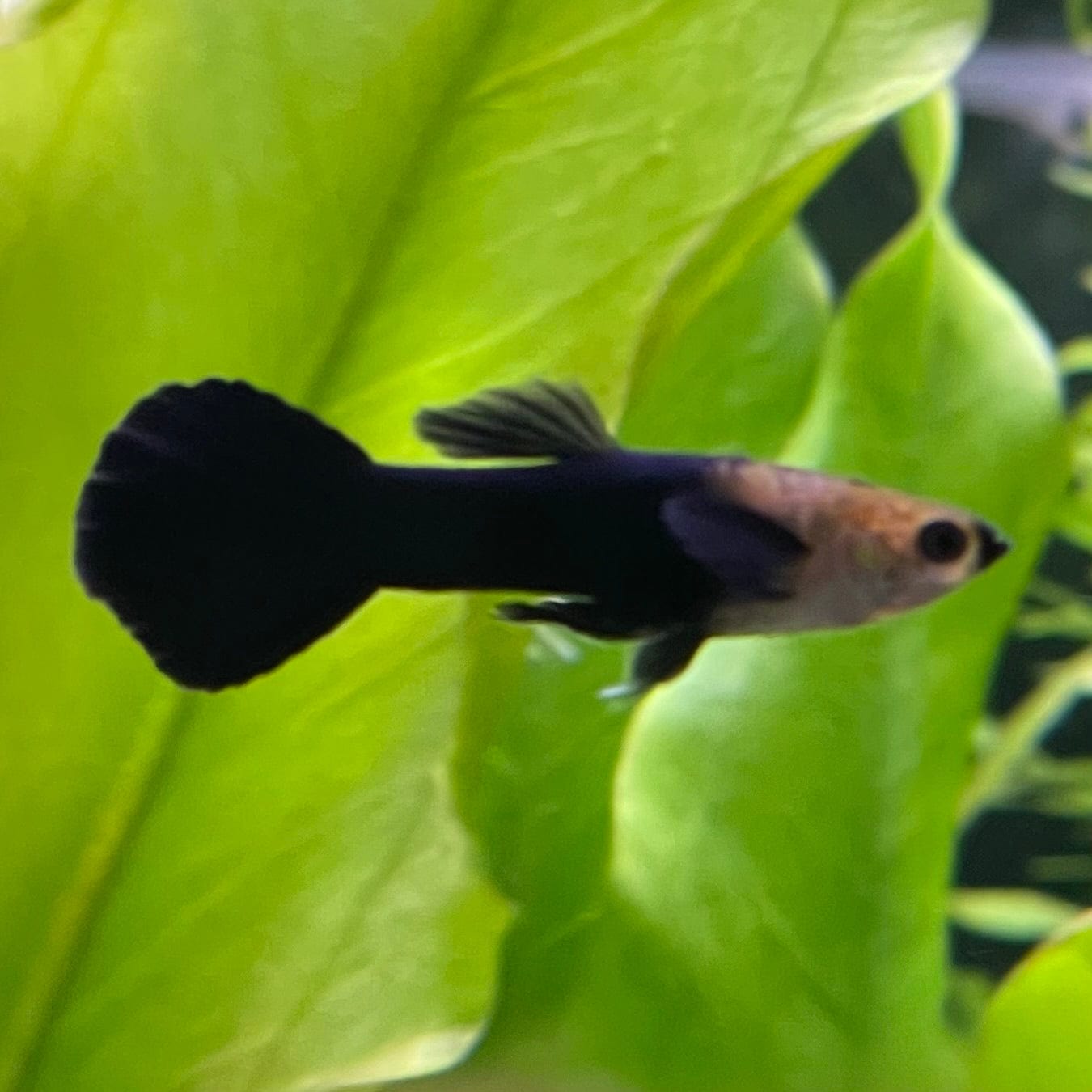 the-fish-farm Guppy Black Guppy - Male 3-4cm Buy Black Guppy - Male from The Fish Farm Australia