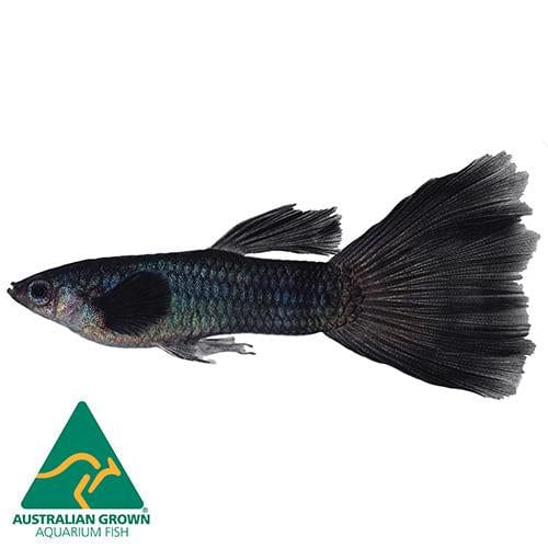 the-fish-farm Guppy Black Male Guppy 3.5cm Black Male Guppy 3.5cm - The Fish Farm