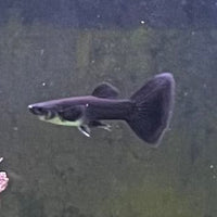 the-fish-farm Guppy Black Moscow Guppy - Male 3-4cm Buy Male Black Moscow Guppy from The Fish Farm Australia