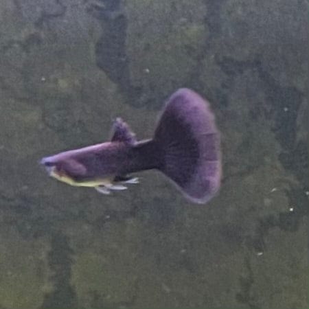 the-fish-farm Guppy Black Moscow Guppy - Male 3-4cm Buy Male Black Moscow Guppy from The Fish Farm Australia