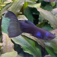 the-fish-farm Guppy Black Moscow Guppy - Male 3-4cm Buy Male Black Moscow Guppy from The Fish Farm Australia