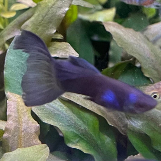 the-fish-farm Guppy Black Moscow Guppy - Male 3-4cm Buy Male Black Moscow Guppy from The Fish Farm Australia