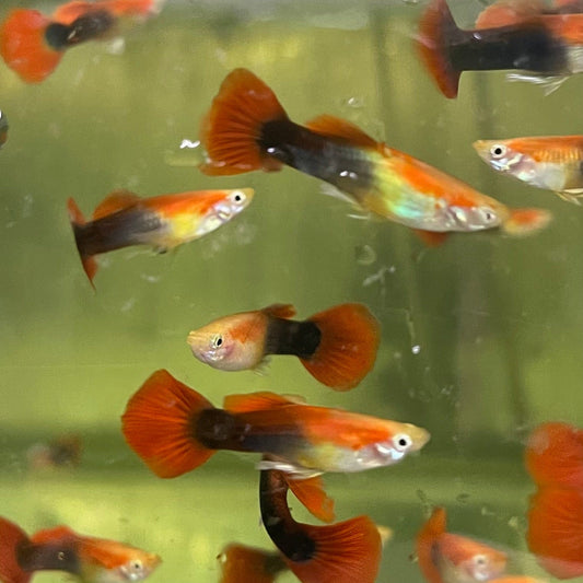 the-fish-farm Guppy Blond Red Tuxedo Guppy - Male 3-4cm Buy Blond Red Tuxedo Guppy - Male from The Fish Farm Australia