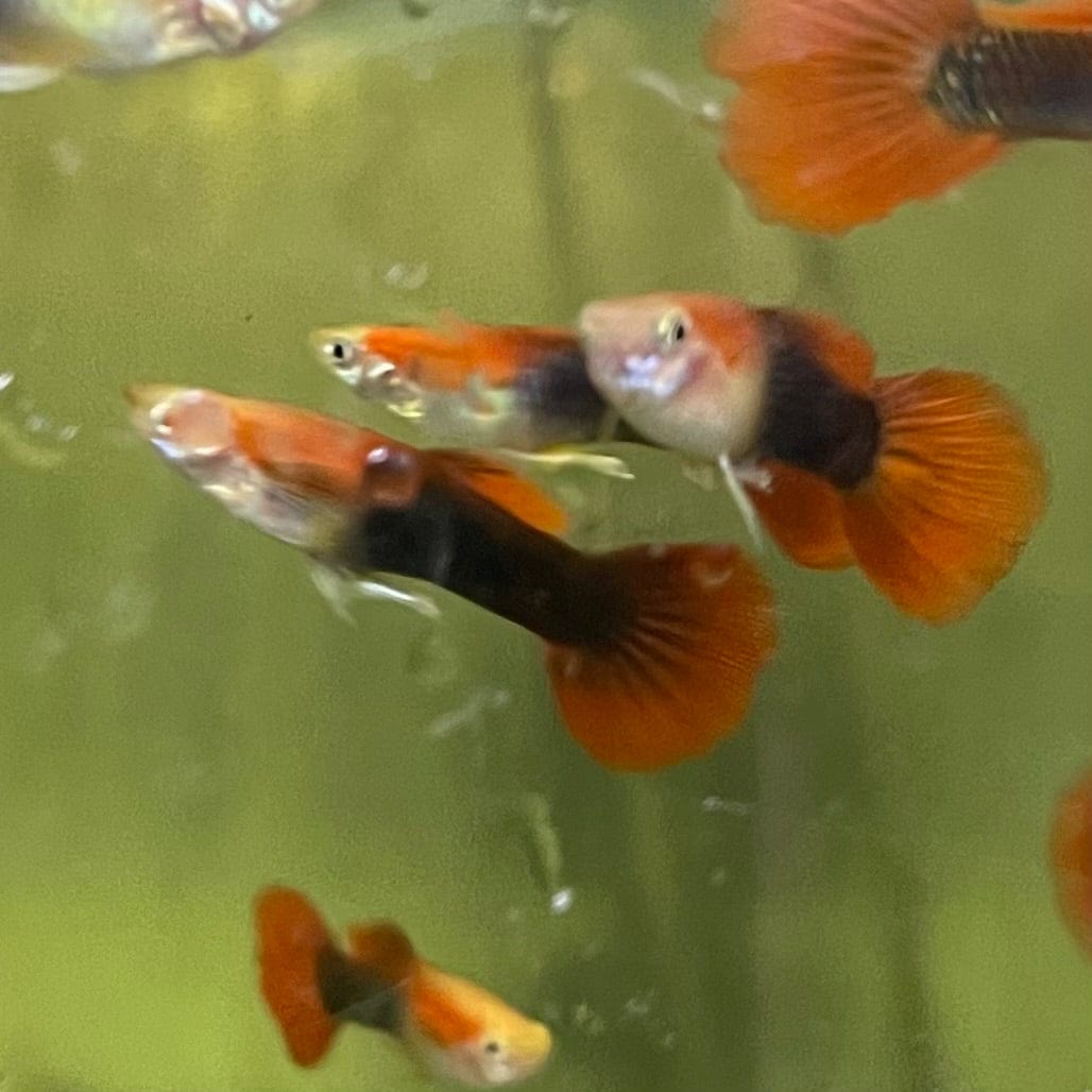 the-fish-farm Guppy Blond Red Tuxedo Guppy - Male 3-4cm Buy Blond Red Tuxedo Guppy - Male from The Fish Farm Australia
