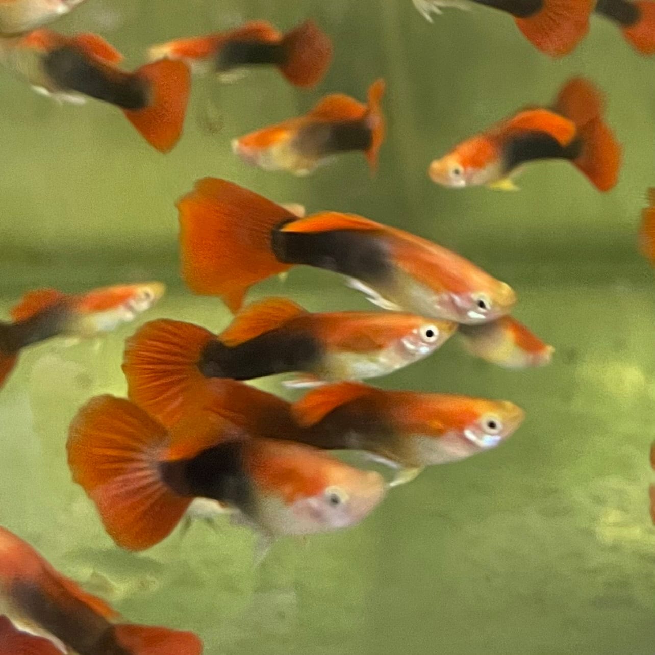 the-fish-farm Guppy Blond Red Tuxedo Guppy - Male 3-4cm Buy Blond Red Tuxedo Guppy - Male from The Fish Farm Australia