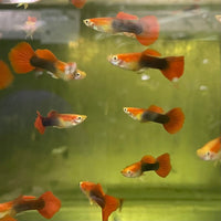 the-fish-farm Guppy Blond Red Tuxedo Guppy - Male 3-4cm Buy Blond Red Tuxedo Guppy - Male from The Fish Farm Australia