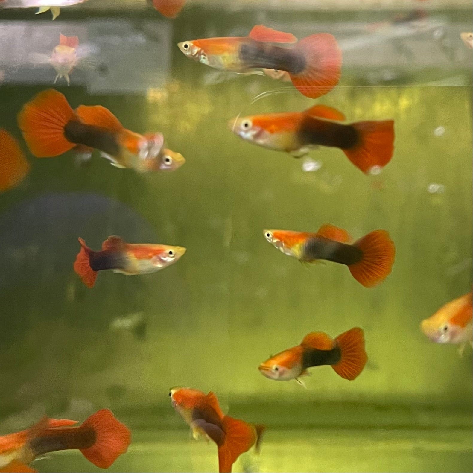 the-fish-farm Guppy Blond Red Tuxedo Guppy - Male 3-4cm Buy Blond Red Tuxedo Guppy - Male from The Fish Farm Australia