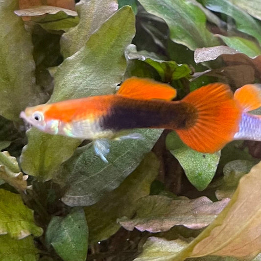 the-fish-farm Guppy Blond Red Tuxedo Guppy - Male 3-4cm Buy Blond Red Tuxedo Guppy - Male from The Fish Farm Australia