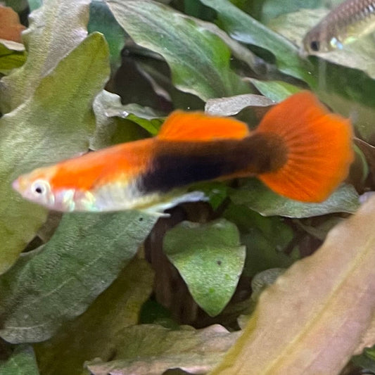 the-fish-farm Guppy Blond Red Tuxedo Guppy - Male 3-4cm Buy Blond Red Tuxedo Guppy - Male from The Fish Farm Australia