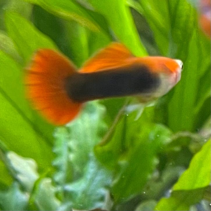 the-fish-farm Guppy Blond Red Tuxedo Guppy - Male 3-4cm Buy Blond Red Tuxedo Guppy - Male from The Fish Farm Australia