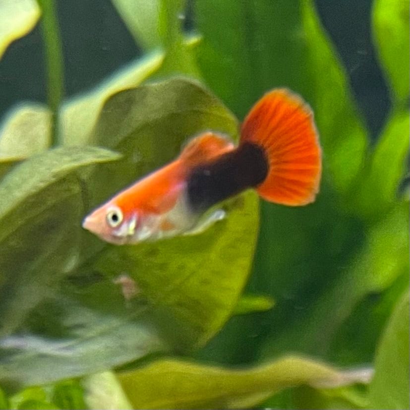 the-fish-farm Guppy Blond Red Tuxedo Guppy - Male 3-4cm Buy Blond Red Tuxedo Guppy - Male from The Fish Farm Australia