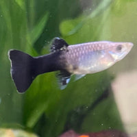 the-fish-farm Guppy Blue Cobra Guppy - Female 3-4cm Buy Blue Cobra Guppy Female direct from The Fish Farm