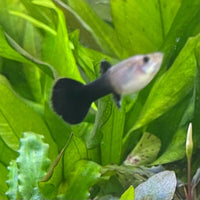 the-fish-farm Guppy Blue Cobra Guppy - Female 3-4cm Buy Blue Cobra Guppy Female direct from The Fish Farm