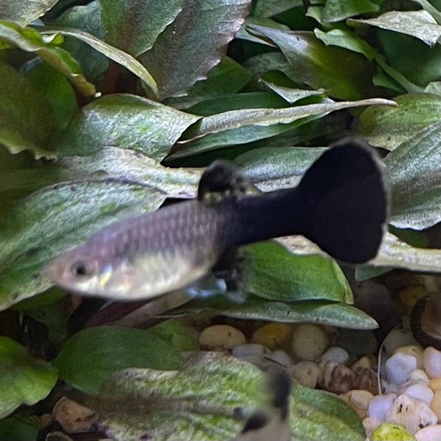 the-fish-farm Guppy Blue Cobra Guppy - Female 3-4cm Buy Blue Cobra Guppy Female direct from The Fish Farm