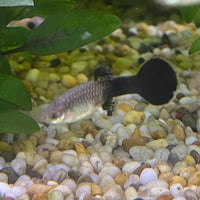 the-fish-farm Guppy Blue Cobra Guppy - Female 3-4cm Buy Blue Cobra Guppy Female direct from The Fish Farm