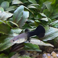 the-fish-farm Guppy Blue Cobra Guppy - Female 3-4cm Buy Blue Cobra Guppy Female direct from The Fish Farm