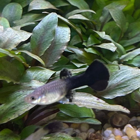 the-fish-farm Guppy Blue Cobra Guppy - Female 3-4cm Buy Blue Cobra Guppy Female direct from The Fish Farm