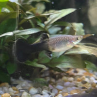 the-fish-farm Guppy Blue Cobra Guppy - Female 3-4cm Buy Blue Cobra Guppy Female direct from The Fish Farm