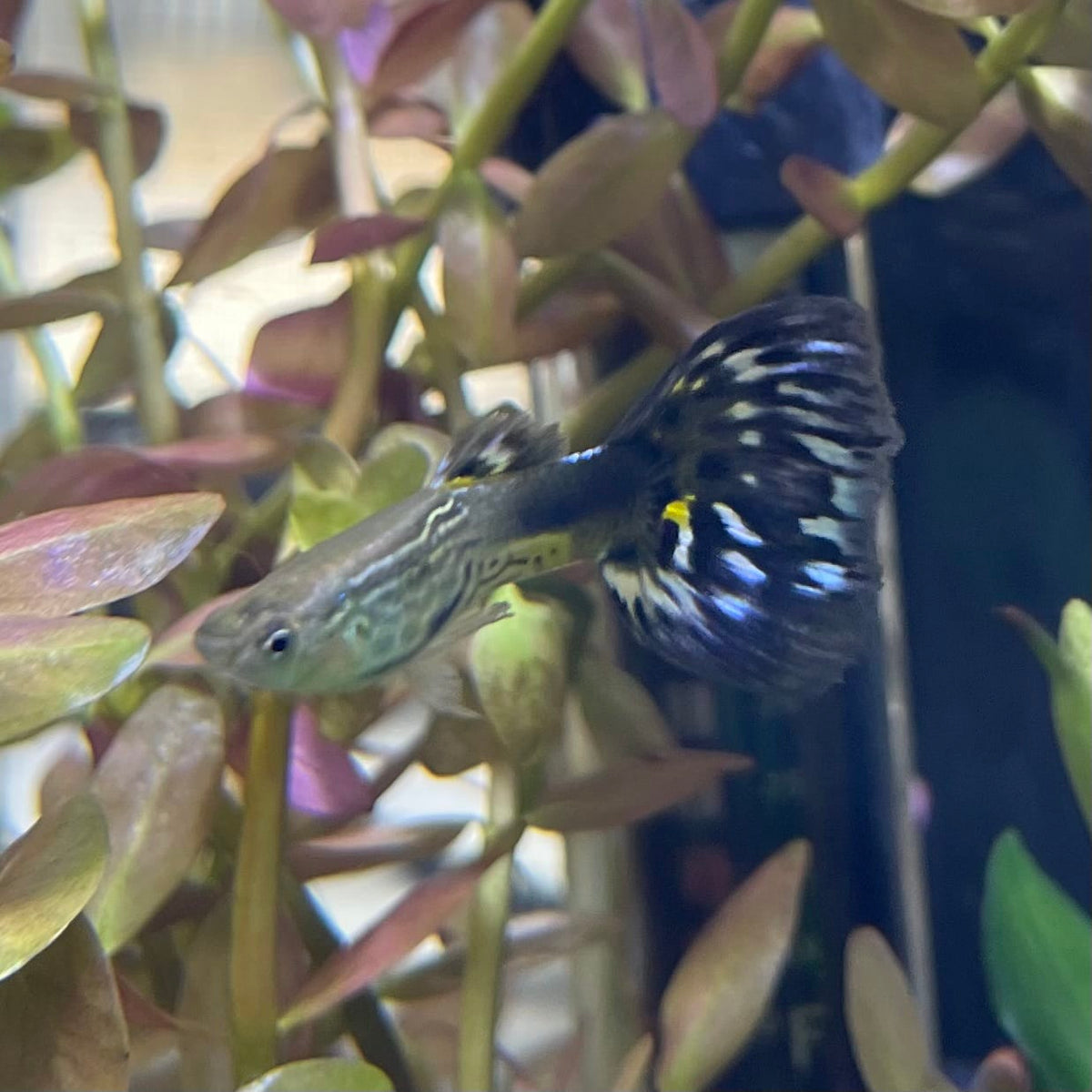 the-fish-farm Guppy Blue Cobra Guppy - Male 3-4cm Buy Blue Cobra Guppy Male direct from The Fish Farm