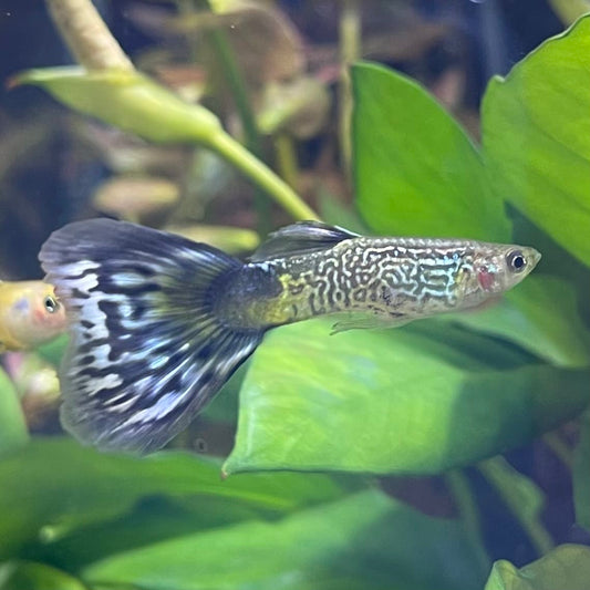 the-fish-farm Guppy Blue Cobra Guppy - Male 3-4cm Buy Blue Cobra Guppy Male direct from The Fish Farm